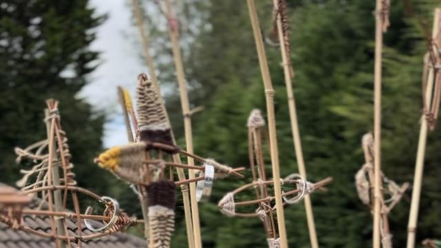 Starling Art Installation at Bolton Hospice 